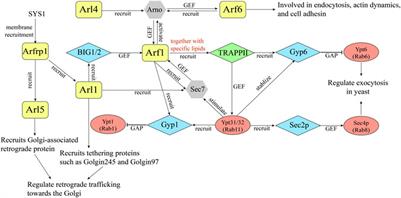 ADP-Ribosylation Factor Family of Small GTP-Binding Proteins: Their Membrane Recruitment, Activation, Crosstalk and Functions